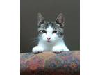 Adopt Remo a Tabby, Domestic Short Hair