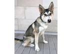 Adopt Zuko a Husky, Shepherd