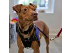 Adopt Doowee a Labrador Retriever