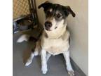 Adopt Kai a Border Collie, Labrador Retriever