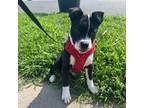 Adopt Sushi a Pit Bull Terrier, Black Labrador Retriever