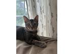 Adopt Rivet a Domestic Short Hair