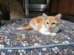 Adopt Muenster Fairfield a Domestic Long Hair