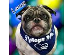 Adopt Lucky a Pug