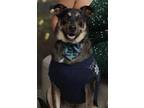 Adopt Storm II (New Digs) a Catahoula Leopard Dog
