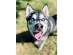 Adopt Whistle a Siberian Husky