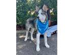 Adopt Freddie Mercury a Siberian Husky