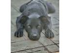 Adopt Norman a Shepherd, Terrier