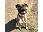 Adopt Jacky a Boxer