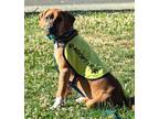 Adopt Marley a Boxer