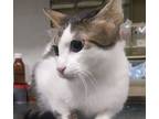 Adopt Sweet a Egyptian Mau