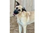 Adopt Toby a Anatolian Shepherd, Mixed Breed