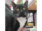 Adopt Monte a Domestic Short Hair