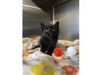 Adopt Cotton a Domestic Medium Hair