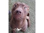Adopt Joey a Labrador Retriever, Pit Bull Terrier