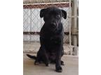 Adopt Huck a Labrador Retriever