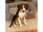 Adopt Bingo a Bluetick Coonhound, Beagle