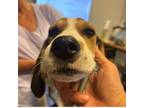 Adopt Blaze a Bluetick Coonhound, Beagle