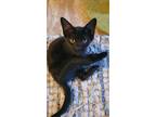 Adopt Spook a Domestic Short Hair