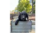 Adopt Major a Australian Shepherd, German Shepherd Dog