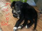 Adopt Rocky a Labrador Retriever, German Shepherd Dog