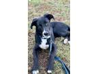 Adopt Murphy a Australian Shepherd, German Shepherd Dog