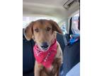 Adopt Finn a Labrador Retriever, German Shepherd Dog