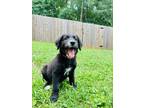 Adopt Martin a Australian Shepherd, German Shepherd Dog