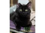 Adopt Evil Knievel a Domestic Medium Hair