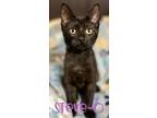 Adopt Steve-O a Domestic Short Hair