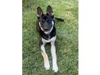 Adopt Neko a German Shepherd Dog