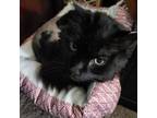 Adopt Frankie a Domestic Long Hair