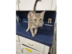 Adopt Scary a Domestic Short Hair