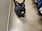 Adopt Ludo a Domestic Short Hair