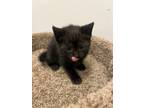 Adopt Butler a Domestic Short Hair