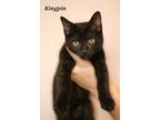 Adopt Kingpin a Domestic Short Hair