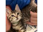 Adopt Maeve a Domestic Short Hair