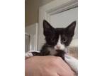 Adopt Bullet a Domestic Short Hair
