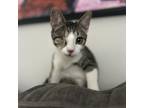 Adopt Loki a Domestic Short Hair