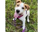 Adopt Chip a Coonhound, Mixed Breed