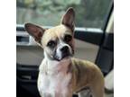 Adopt Ralphie a Mixed Breed