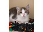 Adopt Arnold a Domestic Short Hair