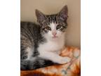 Adopt Danny a Domestic Short Hair