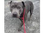 Adopt 19284 Baby a Pit Bull Terrier