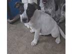 Adopt 19257 John B a Australian Cattle Dog / Blue Heeler