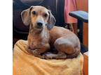 Adopt Dawson_SH0903 a Dachshund