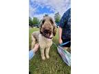 Adopt Professor a Standard Poodle