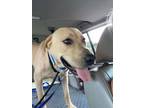 Adopt Tate a Labrador Retriever