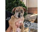 Adopt Rocco 08-0304 a Catahoula Leopard Dog, Black Mouth Cur