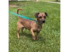 Adopt Braydon (HW+) 08-0201 a Dachshund